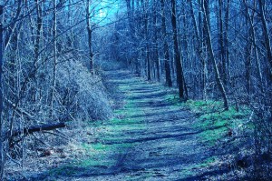 taking a walk on the trail