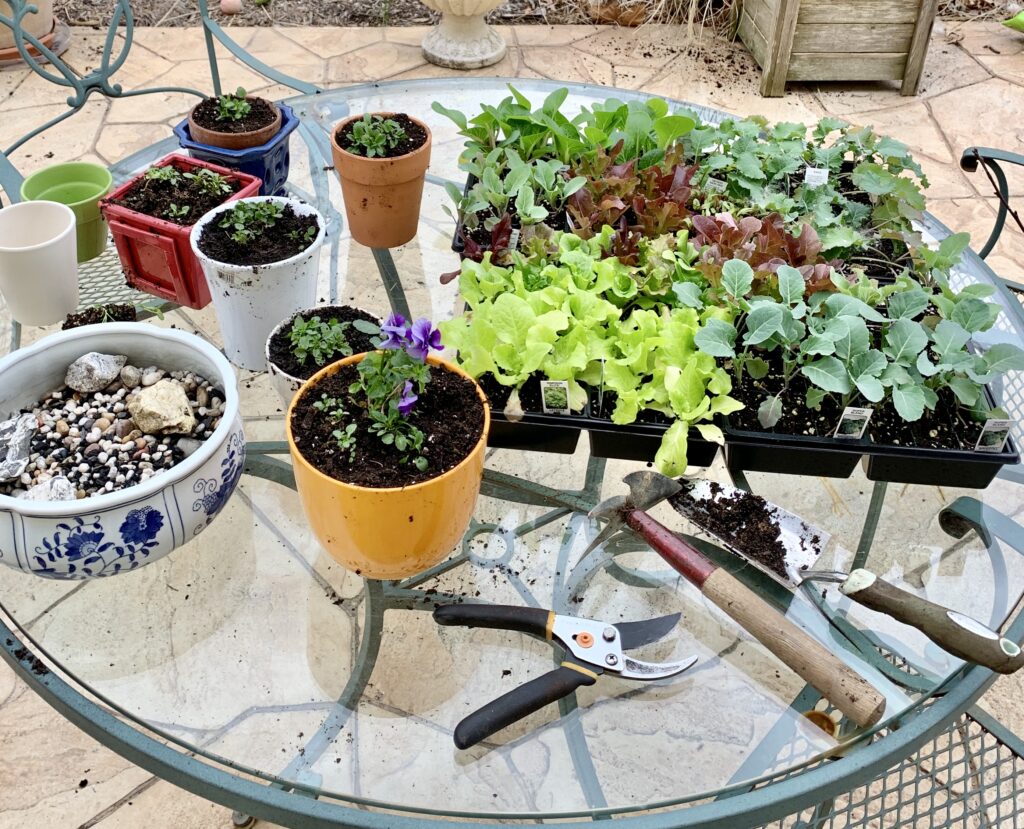 Planting violets